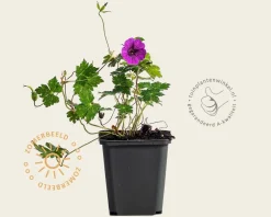 Geranium 'Pink Penny'