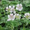 Geranium renardii
