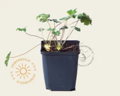 Geranium renardii