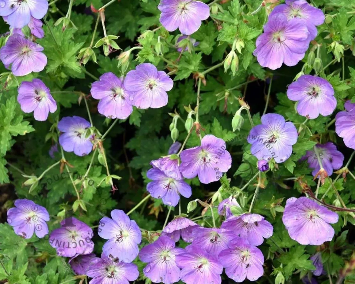 Geranium 'Rozanne'