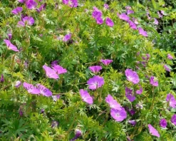 Geranium sanguineum