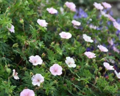 Geranium sanguineum var striatum
