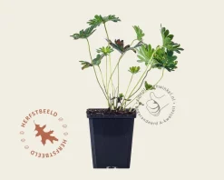 Geranium 'Tiny Monster'