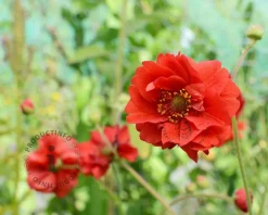 Geum chiloense 'Mrs Bradshaw'