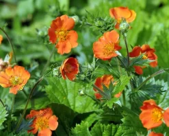 Geum coccineum 'Borisii'
