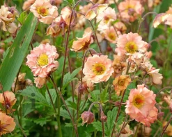 Geum 'Mai Tai'