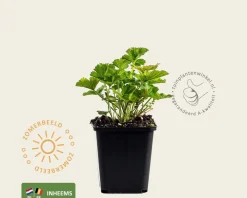 Geum rivale