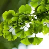 Ginkgo biloba