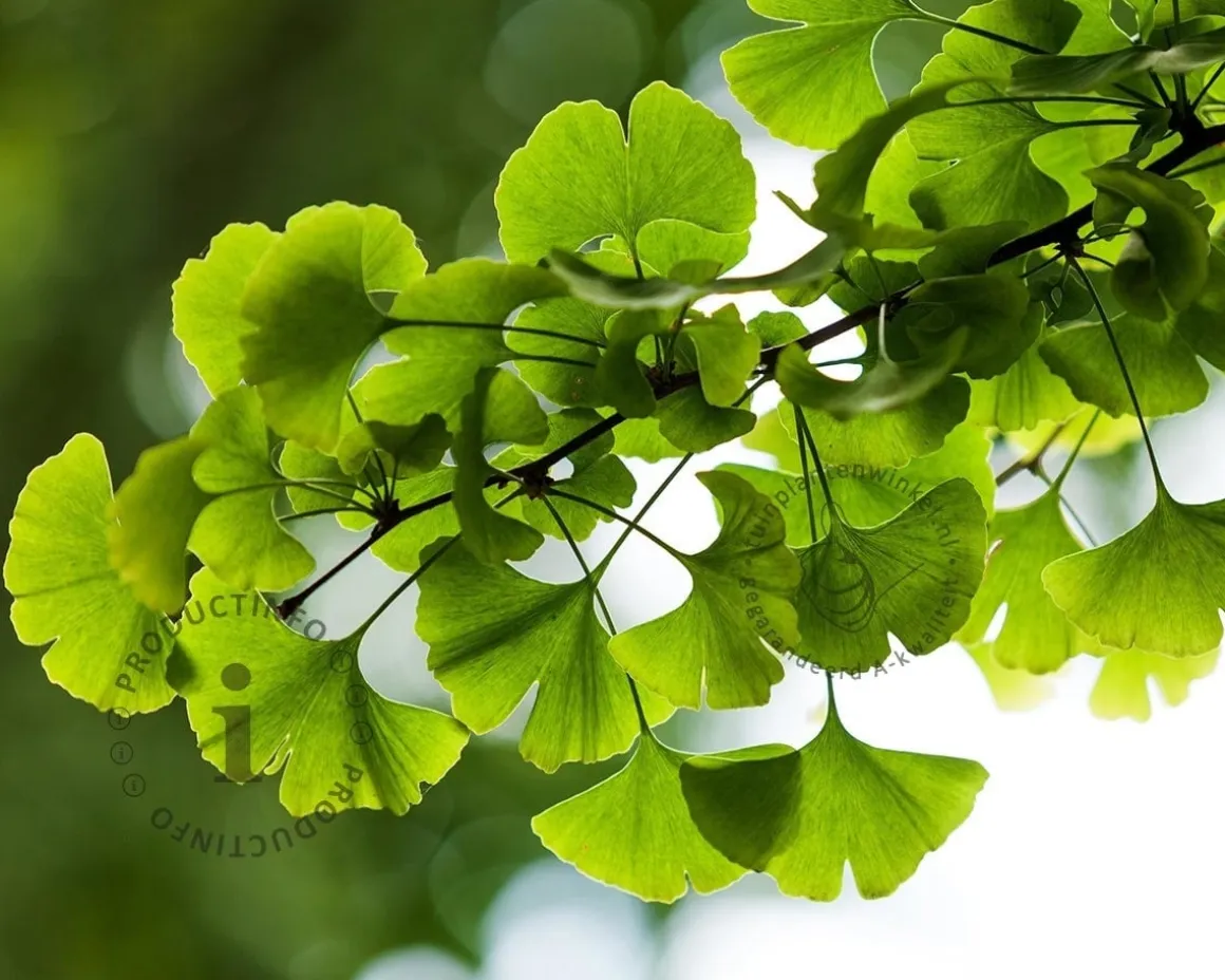 Ginkgo biloba