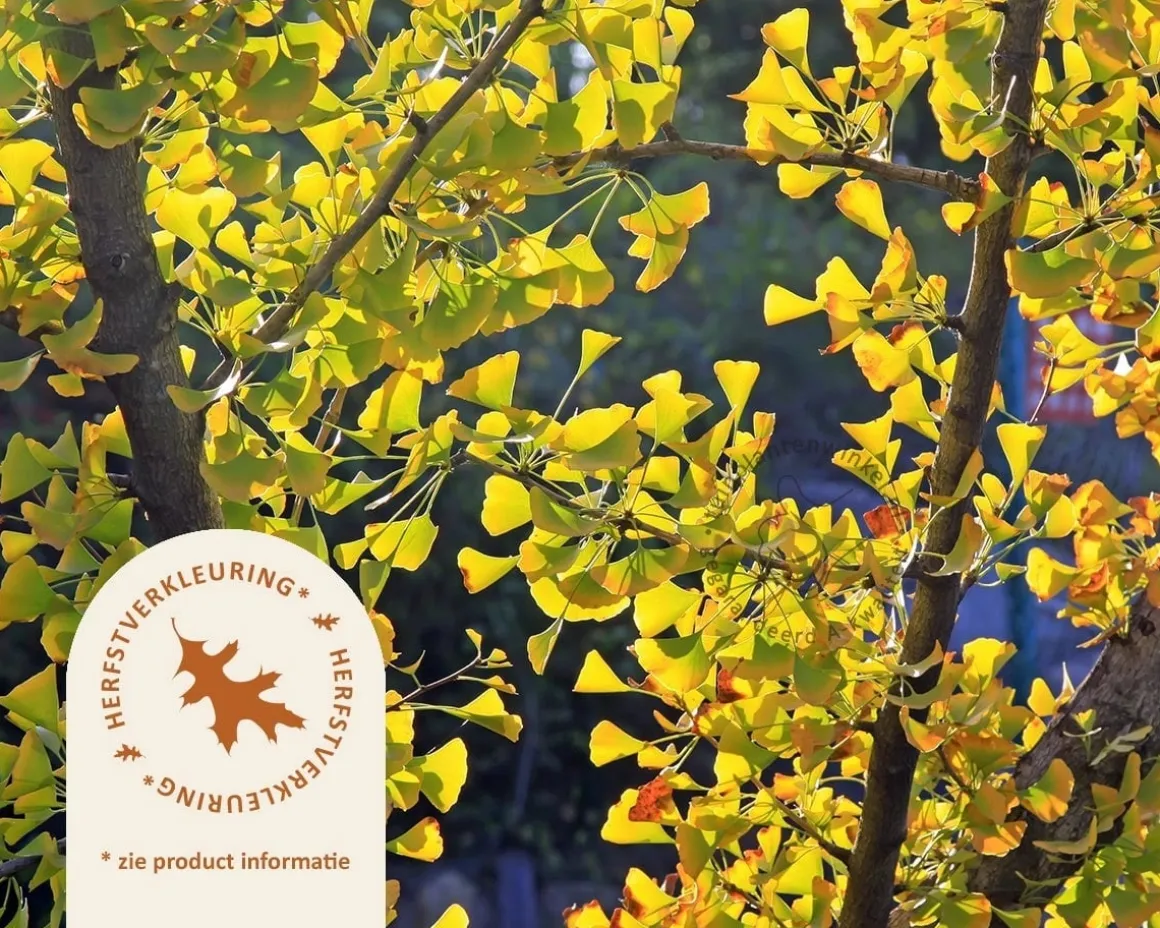 Ginkgo biloba