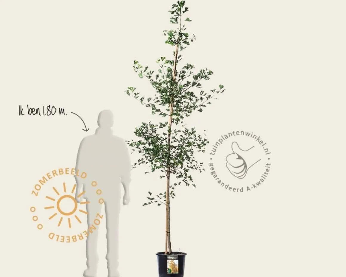 Ginkgo biloba
