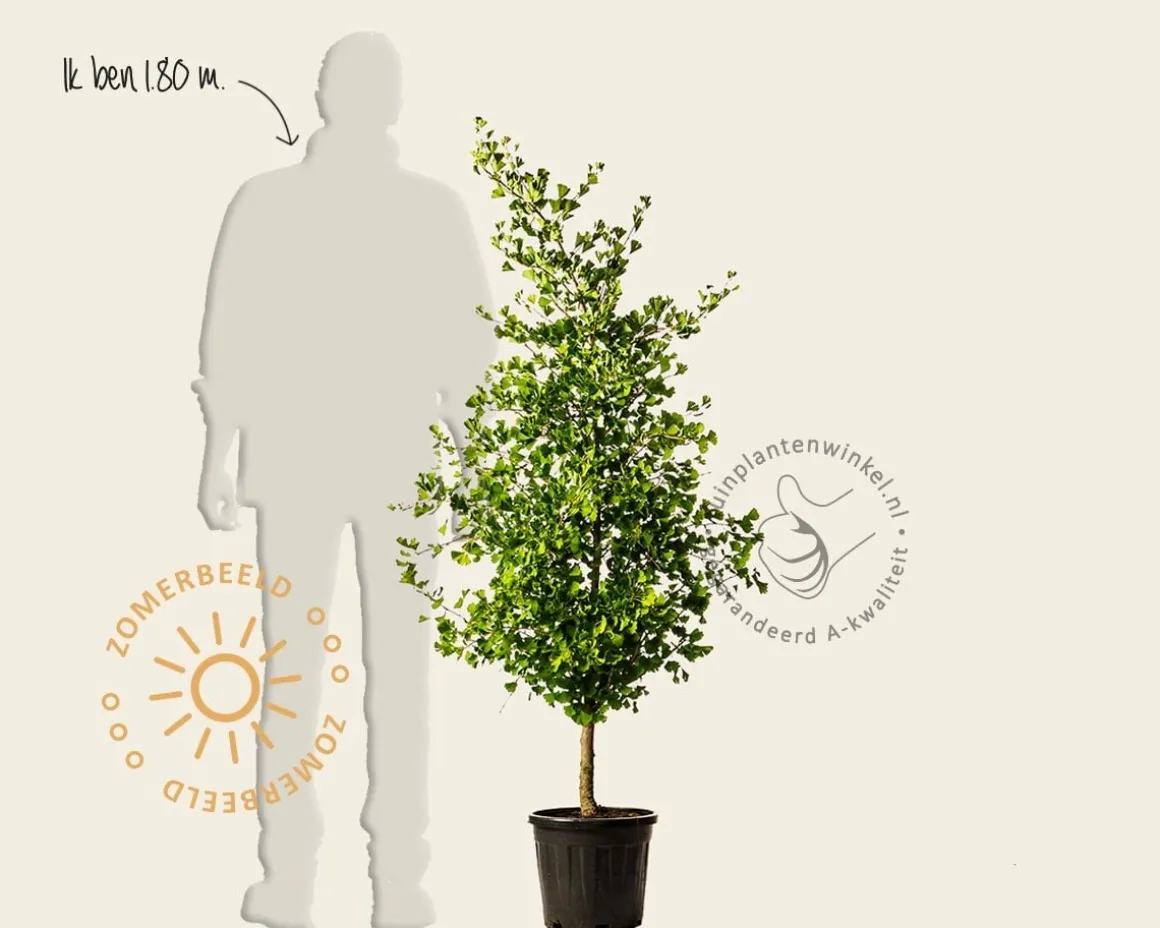 Ginkgo biloba 'Blagon'