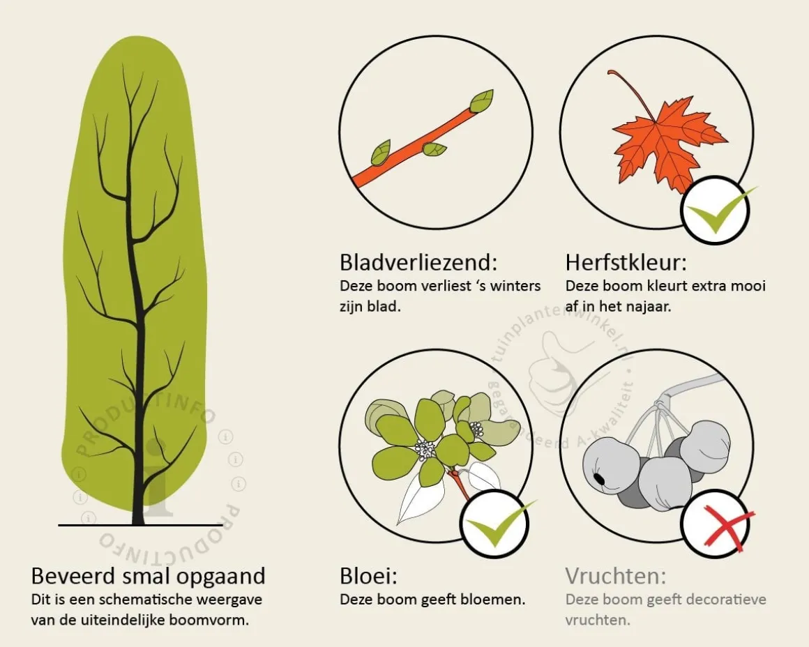 Ginkgo biloba 'Blagon'