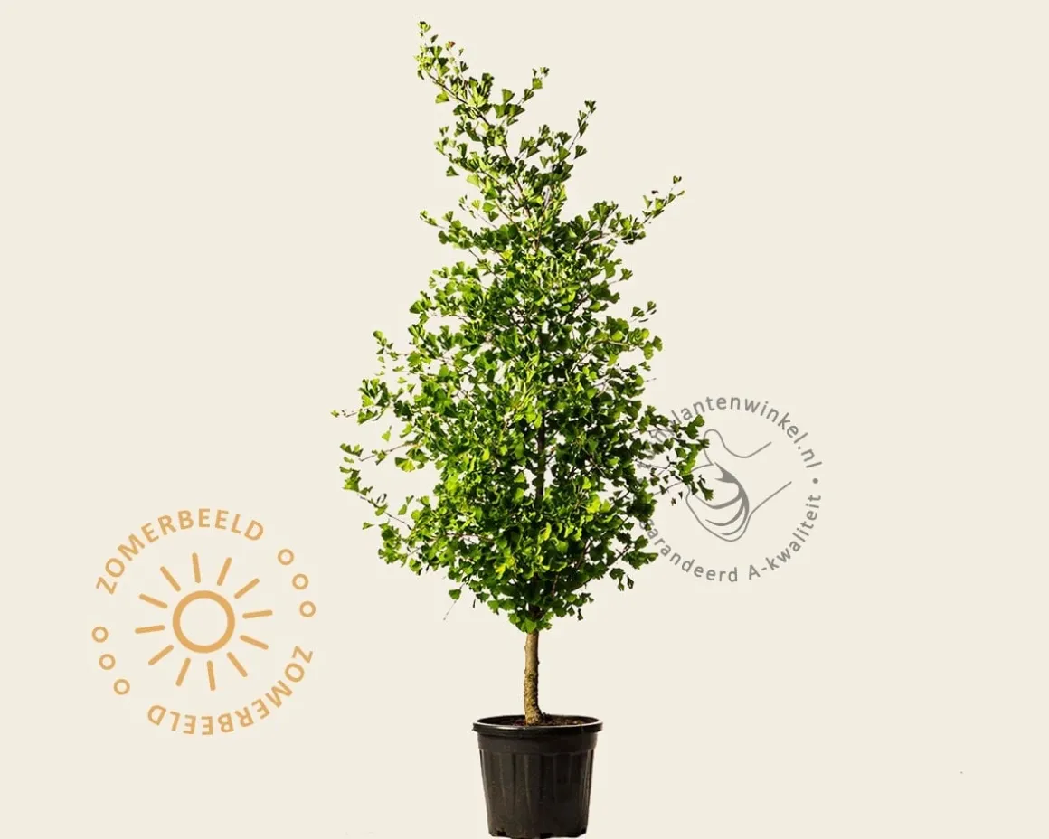 Ginkgo biloba 'Blagon'