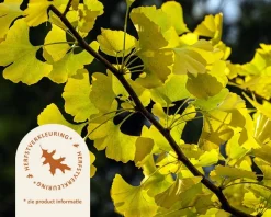 Ginkgo biloba 'Blagon'