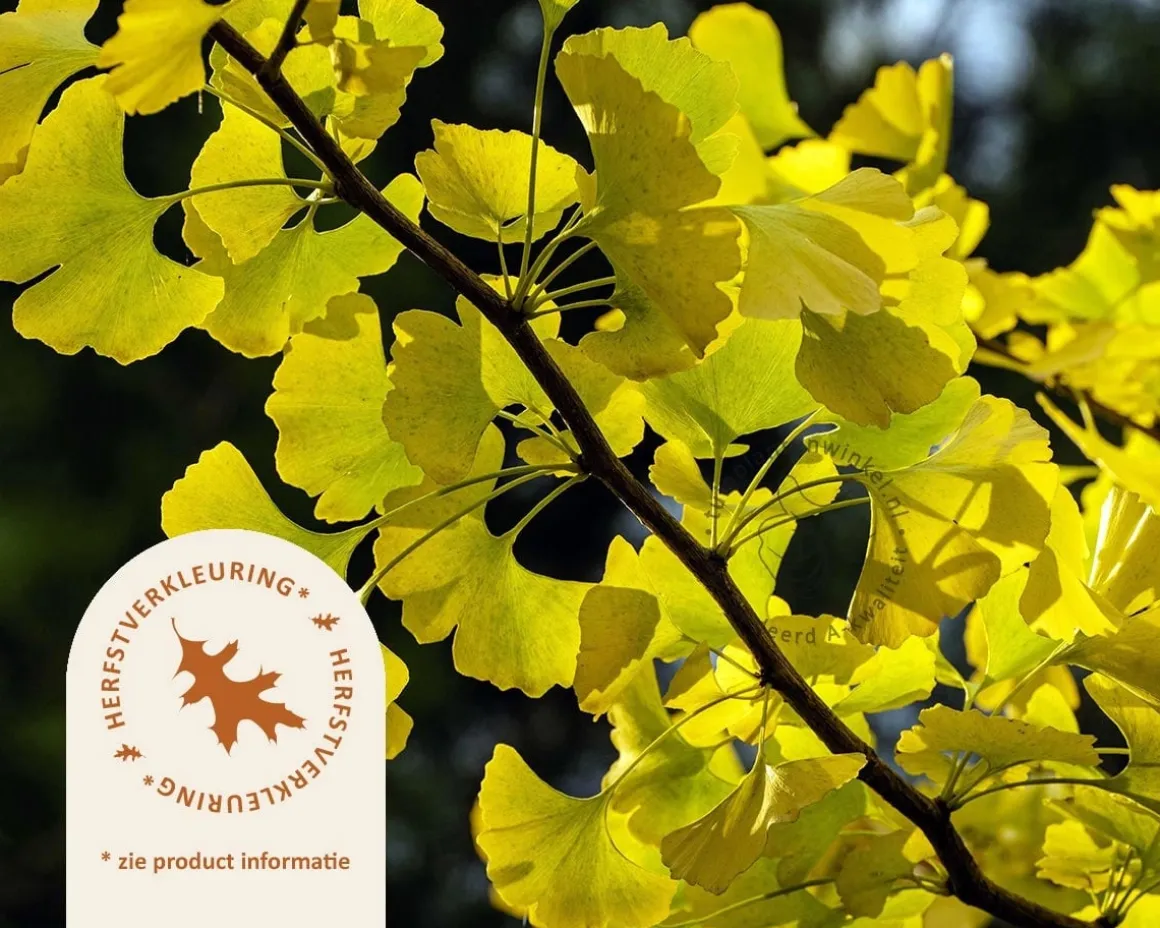 Ginkgo biloba 'Blagon'