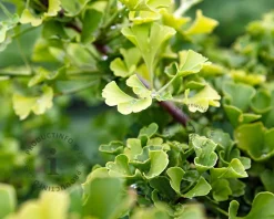 Ginkgo biloba 'Blagon'