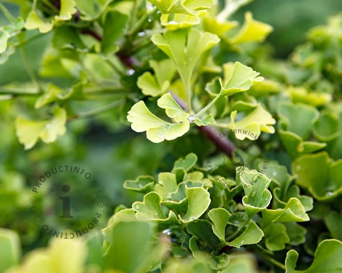 Ginkgo biloba 'Blagon'