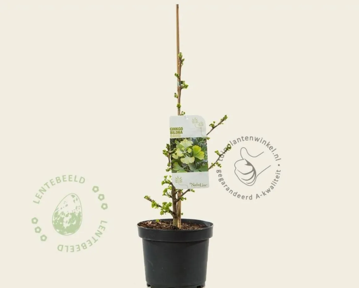 Ginkgo biloba 'David'