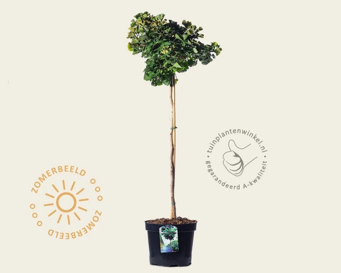 Ginkgo biloba 'Mariken' - op stam