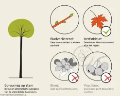 Ginkgo biloba 'Mariken' - op stam