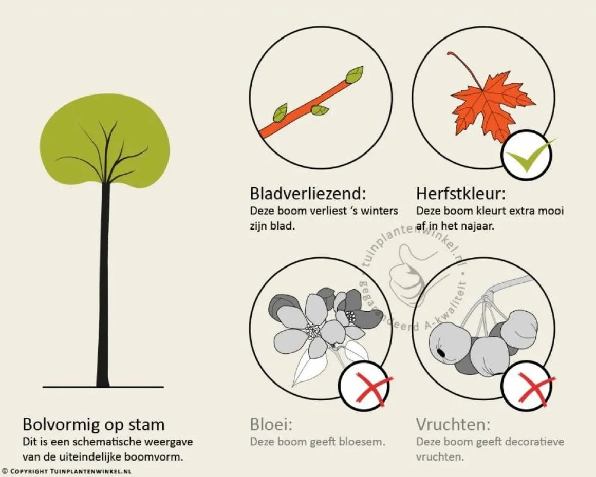 Ginkgo biloba 'Mariken' - op stam
