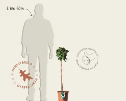 Ginkgo biloba 'Mariken' - op stam