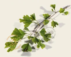 Ginkgo biloba 'Mariken' - op stam