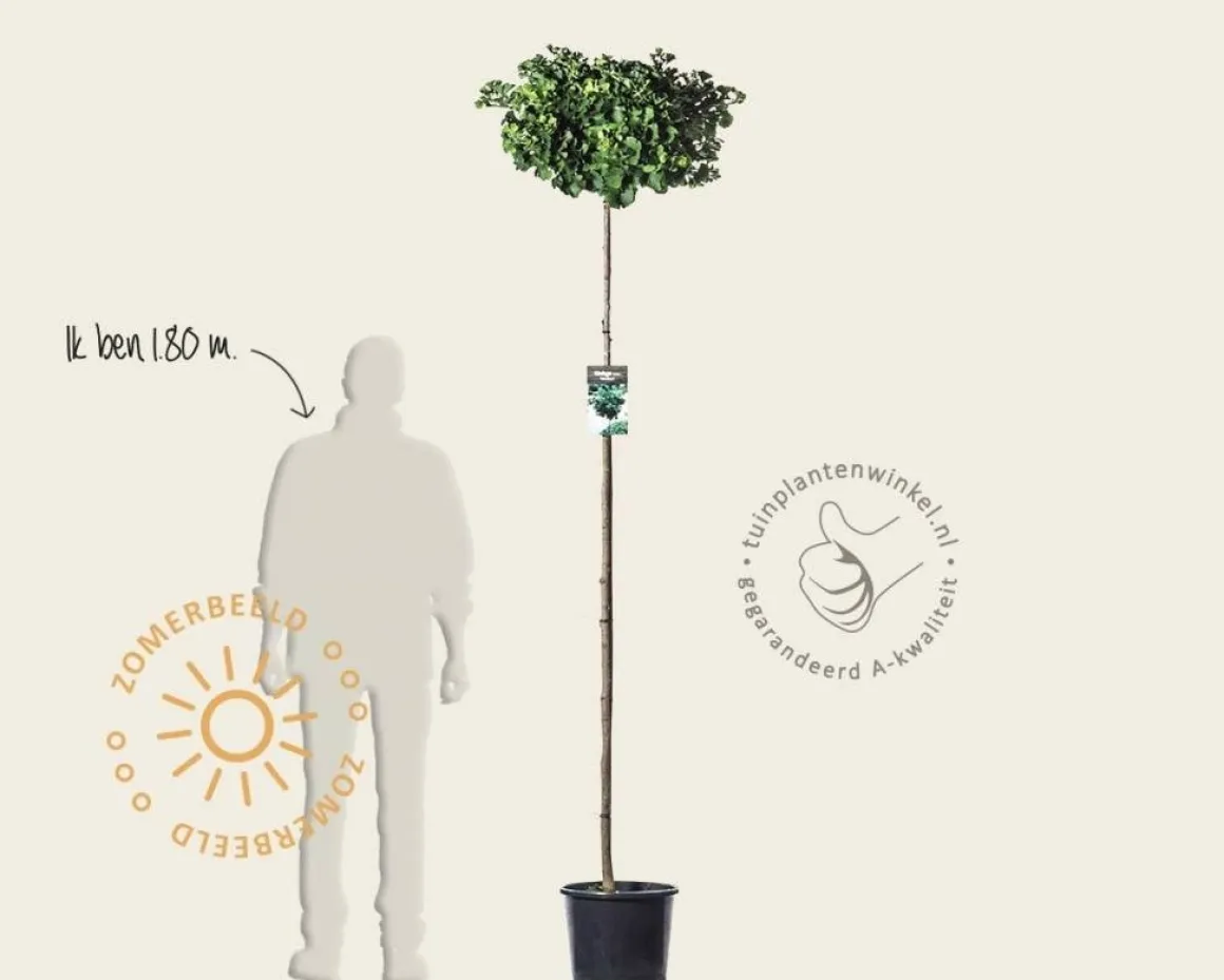 Ginkgo biloba 'Mariken' - op stam