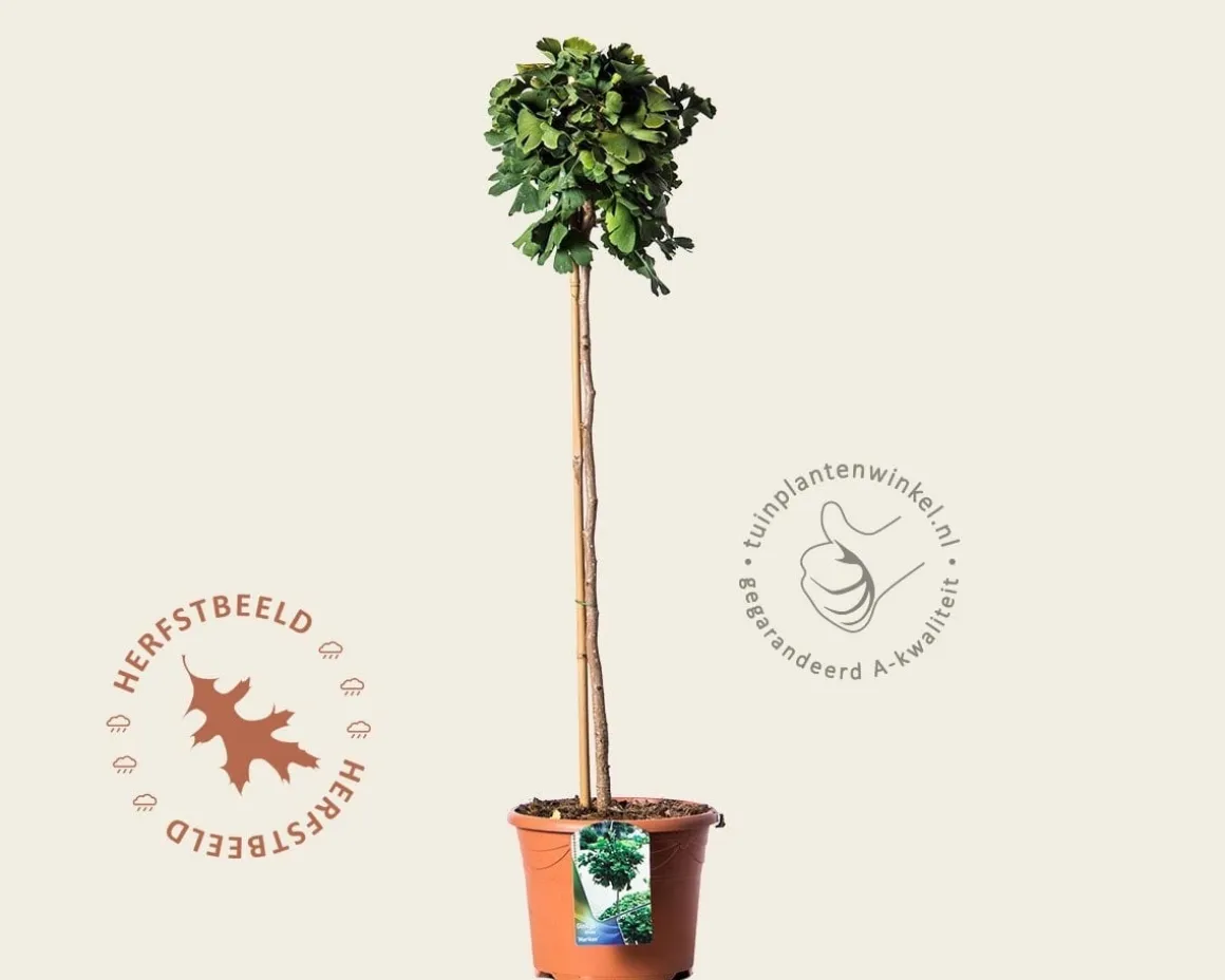 Ginkgo biloba 'Mariken' - op stam