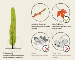 Ginkgo biloba 'Menhir' - beveerd