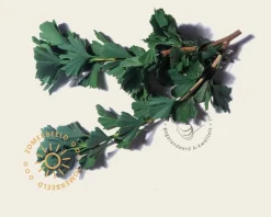 Ginkgo biloba 'Menhir' - beveerd