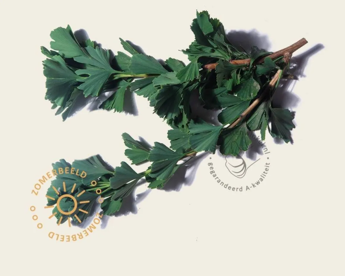 Ginkgo biloba 'Menhir' - beveerd