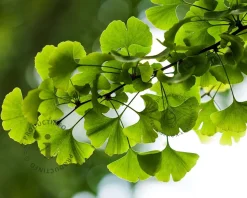 Ginkgo biloba - 3-stam