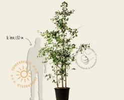 Ginkgo biloba - 3-stam