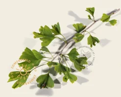 Ginkgo dakboom