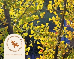 Ginkgo dakboom