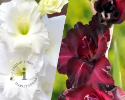 Gladiolus Black & White Mix