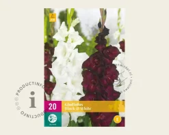 Gladiolus Black & White Mix