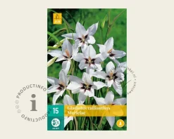 Gladiolus callianthus murielae