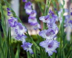 Gladiolus 'Cote d'Azur'