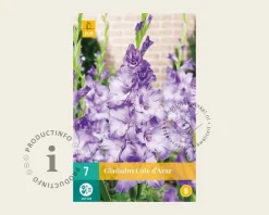 Gladiolus 'Cote d'Azur'