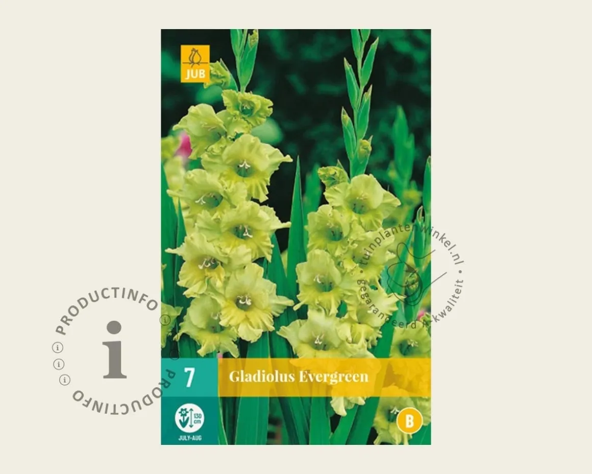 Gladiolus 'Evergreen'
