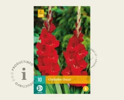 Gladiolus 'Oscar'