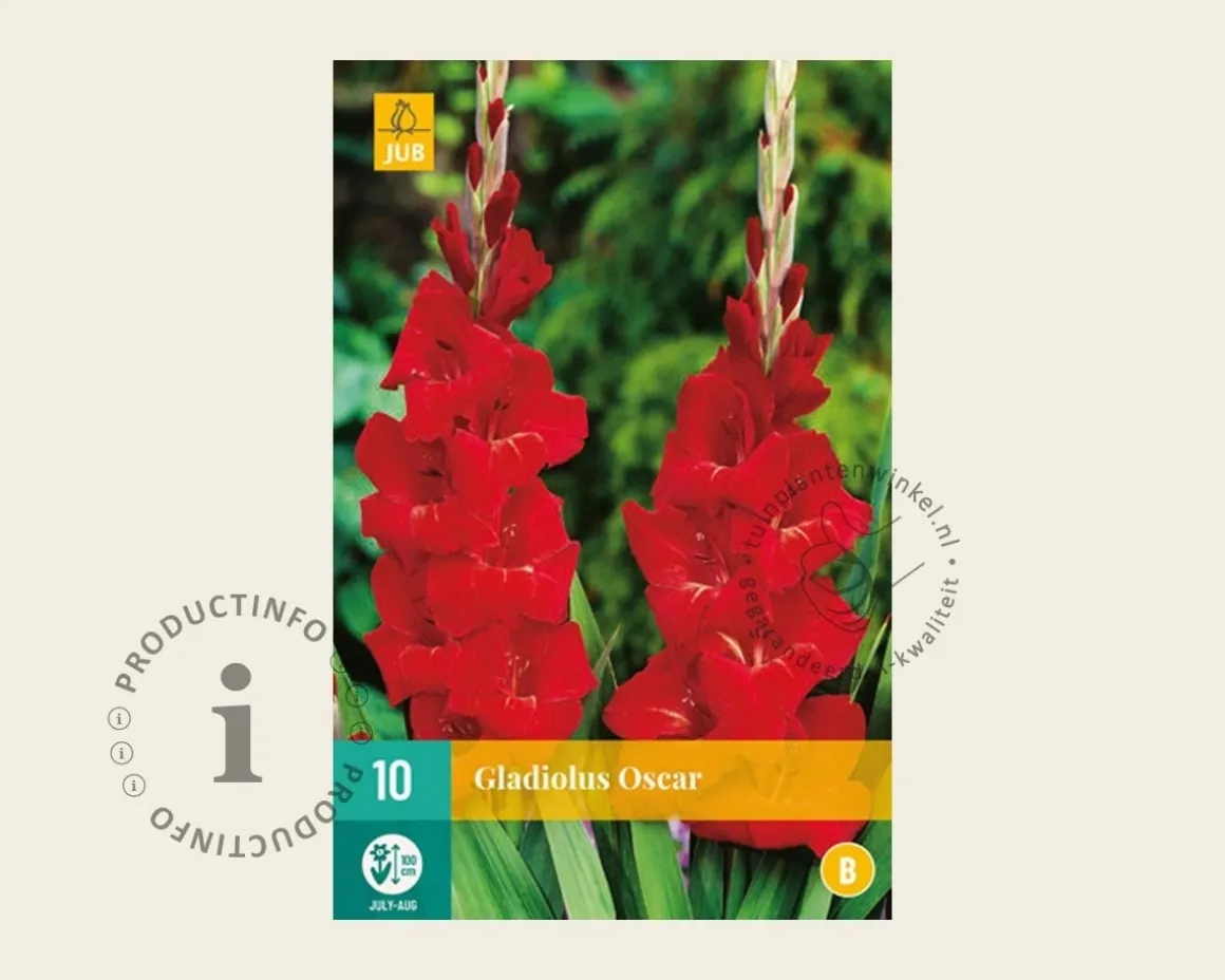 Gladiolus 'Oscar'