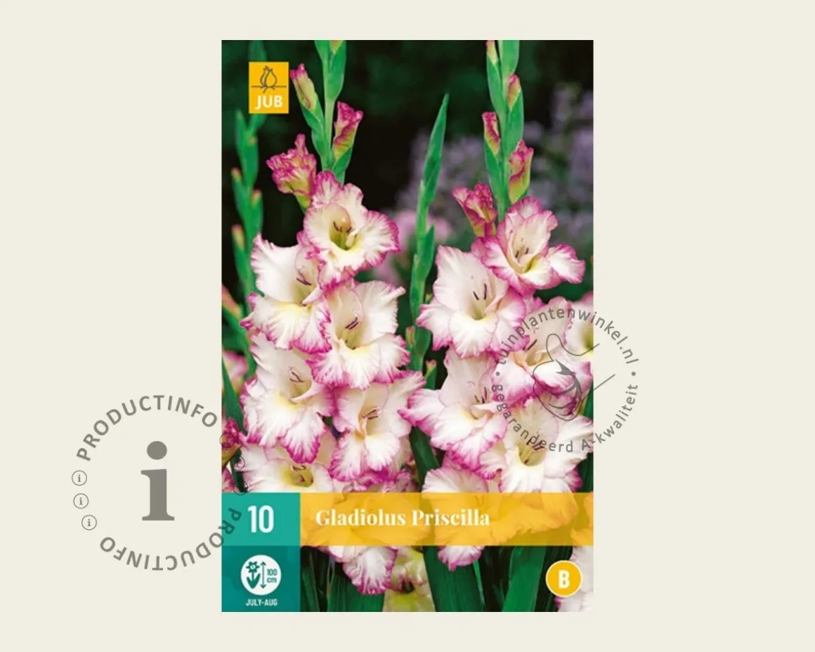 Gladiolus 'Priscilla'
