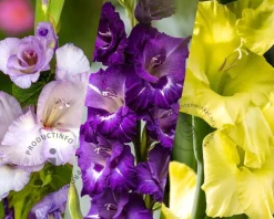Gladiolus Purple Variation