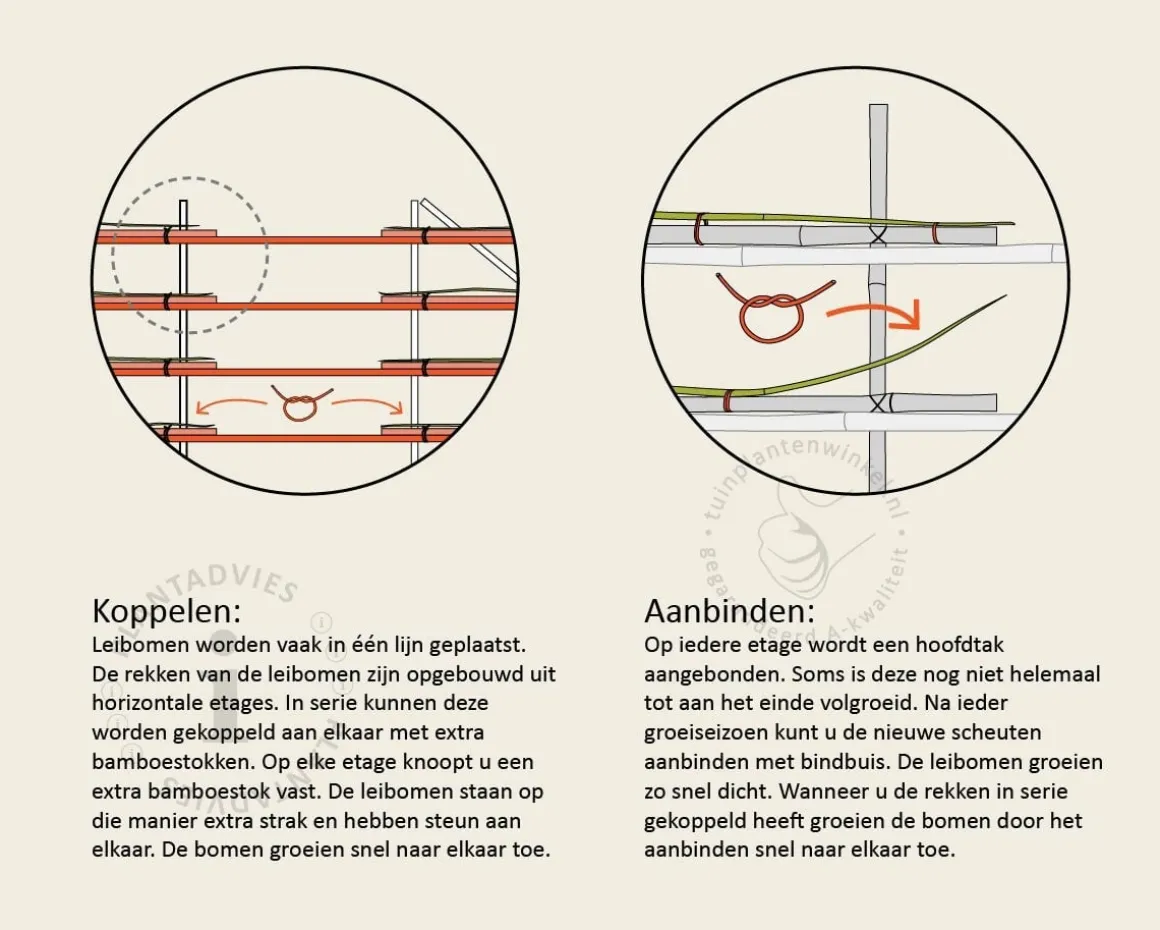 Glansmispel leiboom - Rek 180x110 cm