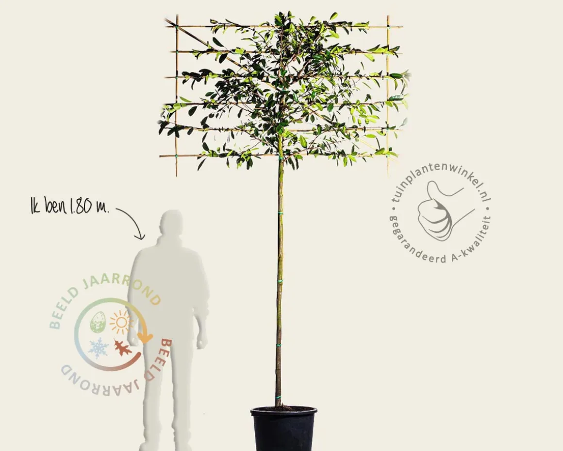 Glansmispel leiboom - Rek 180x110 cm