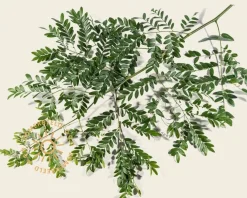 Gleditsia triacanthos 'Draves'